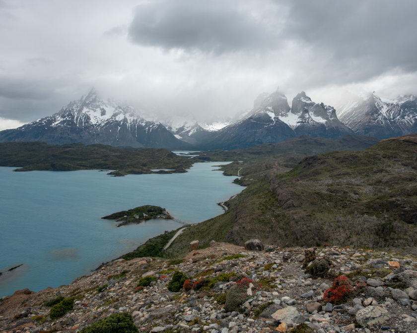 guanaco